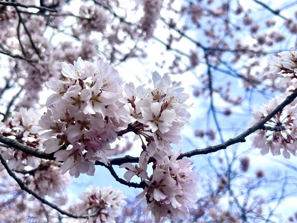 『白石の桜の見頃は、今週末！』
